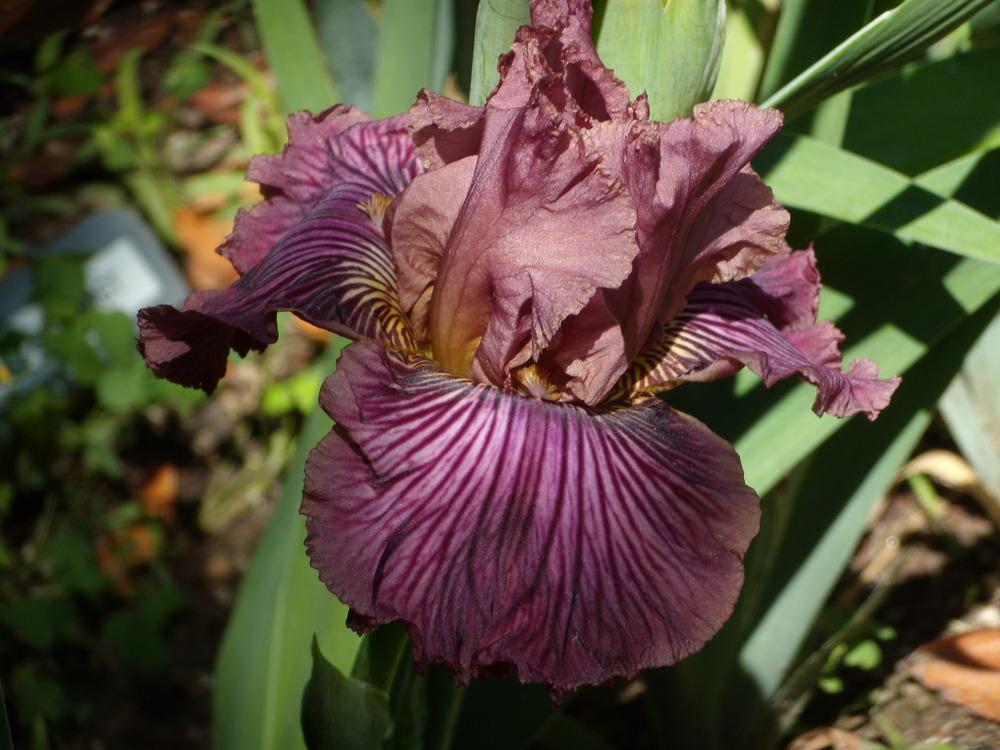 Photo of Tall Bearded Iris (Iris 'Dragon King') uploaded by Betja