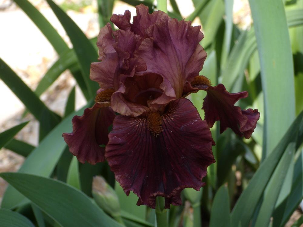 Photo of Tall Bearded Iris (Iris 'Smoky Shadows') uploaded by Betja