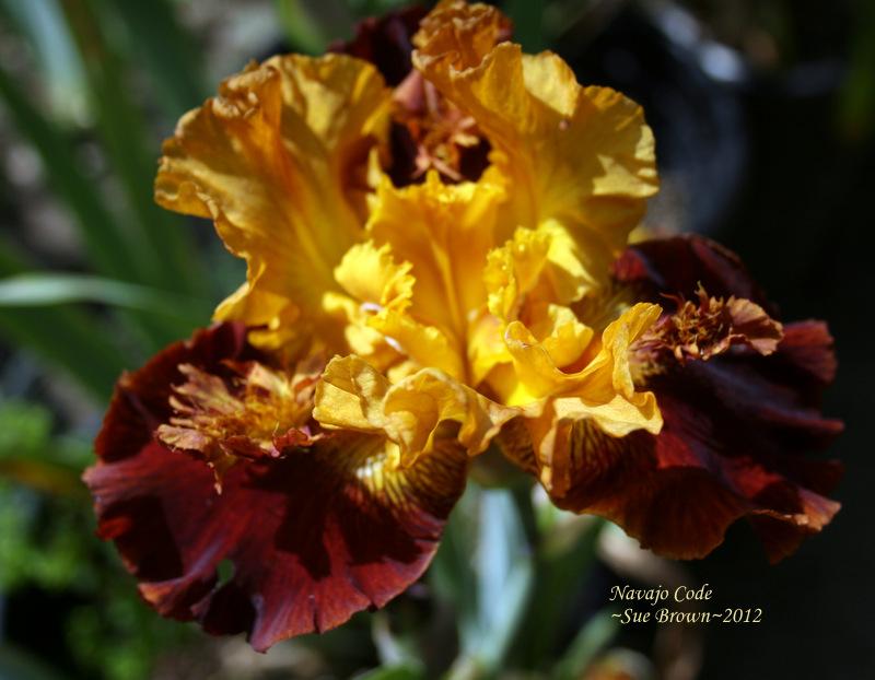 Photo of Tall Bearded Iris (Iris 'Navajo Code') uploaded by Calif_Sue