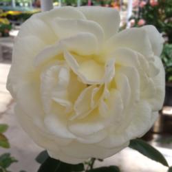 Location: Denver Metro, CO
Date: 2012-04-28
This is one of the smelliest roses I've ever smelled.  Taken at T