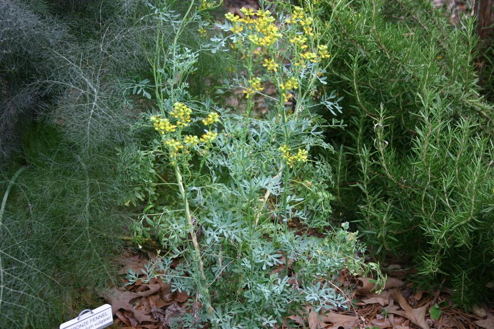 Photo of Common Rue (Ruta graveolens) uploaded by dave