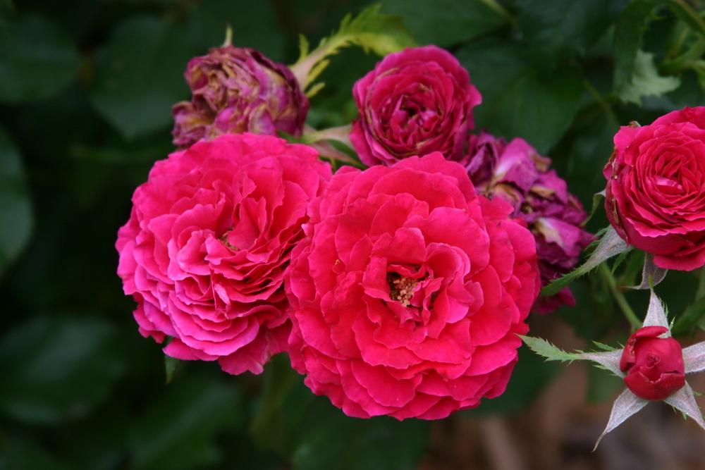 Photo of Rose (Rosa 'Bright Melody') uploaded by dave
