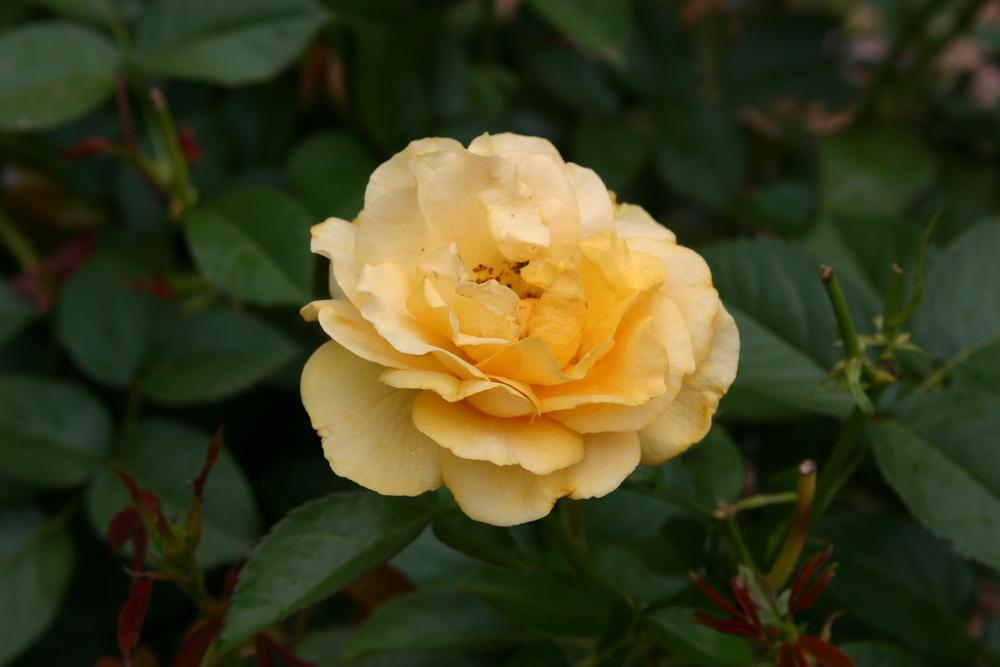 Photo of Floribunda Rose (Rosa 'Julia Child') uploaded by dave