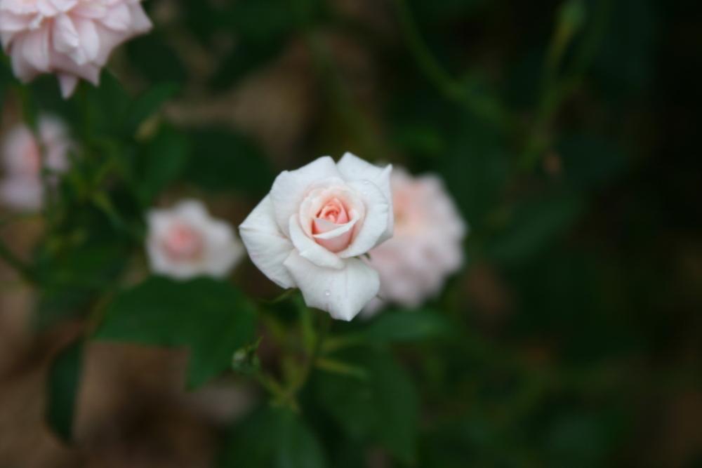 Photo of Rose (Rosa 'Ducher') uploaded by dave