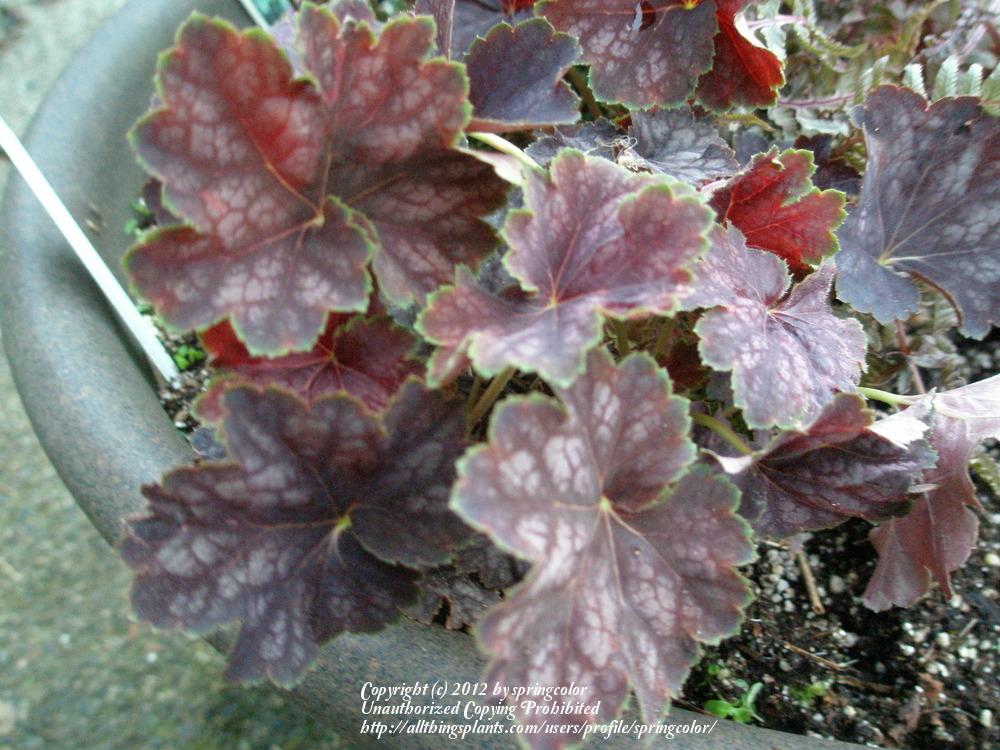 Photo of Coral Bells (Heuchera 'Beauty Color') uploaded by springcolor