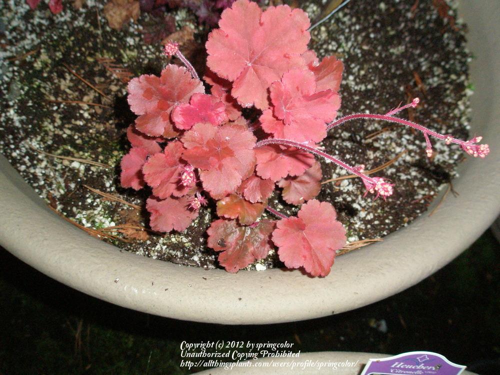 Photo of Coral Bells (Heuchera 'Cherry Cola') uploaded by springcolor