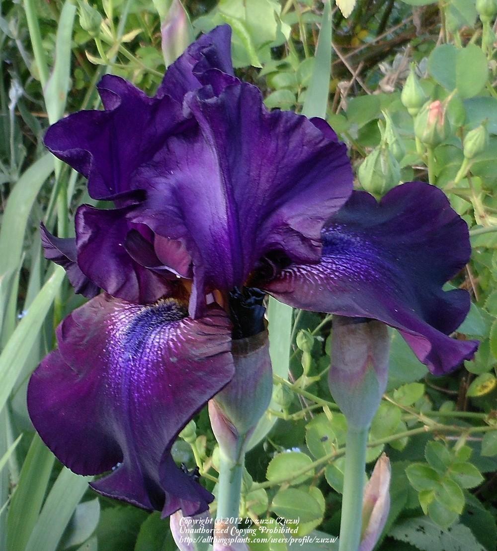 Photo of Tall Bearded Iris (Iris 'Black Madonna') uploaded by zuzu