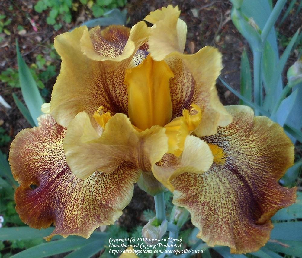 Photo of Tall Bearded Iris (Iris 'Camera Ready') uploaded by zuzu