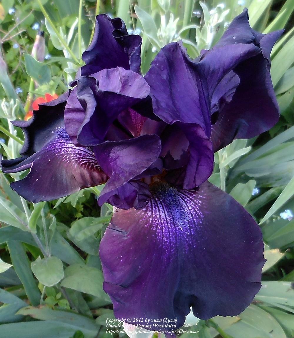 Photo of Tall Bearded Iris (Iris 'Black Madonna') uploaded by zuzu