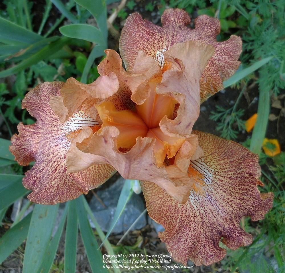 Photo of Tall Bearded Iris (Iris 'Tanzanian Tangerine') uploaded by zuzu