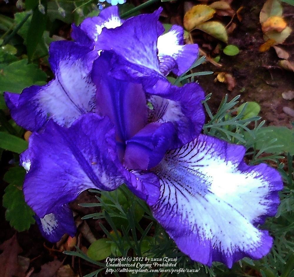 Photo of Tall Bearded Iris (Iris 'Stepping Out') uploaded by zuzu