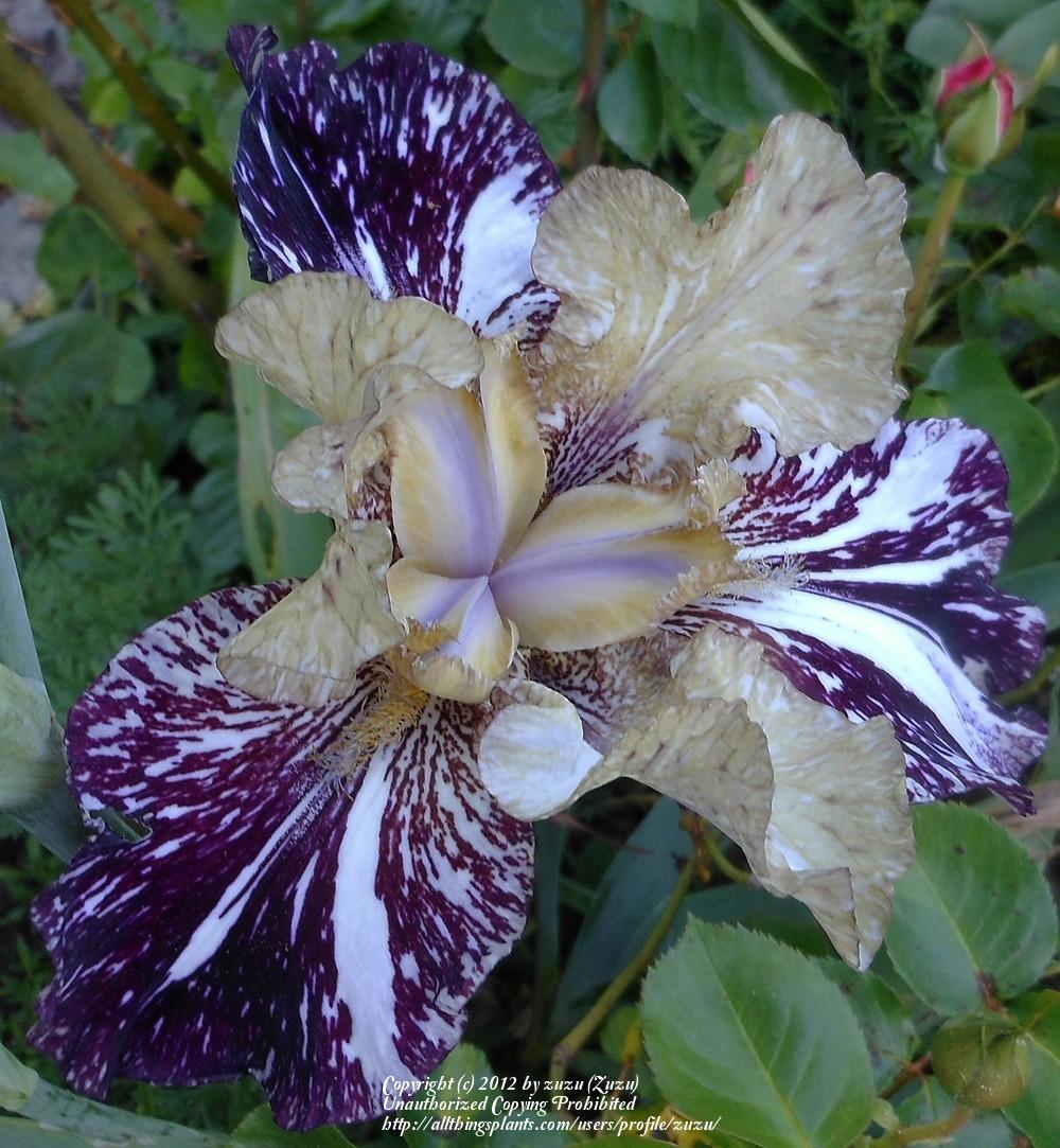 Photo of Tall Bearded Iris (Iris 'Gnus Flash') uploaded by zuzu
