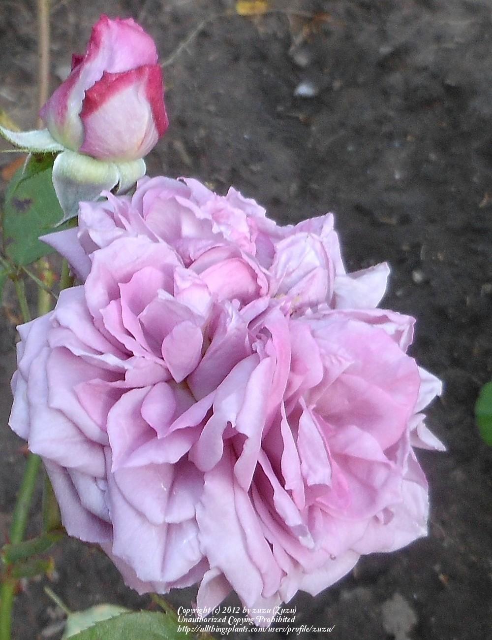 Photo of Rose (Rosa 'Amy Vanderbilt') uploaded by zuzu