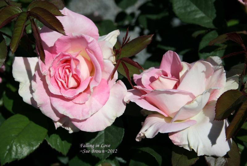 Photo of Rose (Rosa 'Falling in Love') uploaded by Calif_Sue