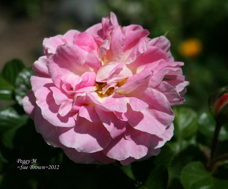 Photo of Shrub Rose (Rosa 'Peggy M') uploaded by Calif_Sue