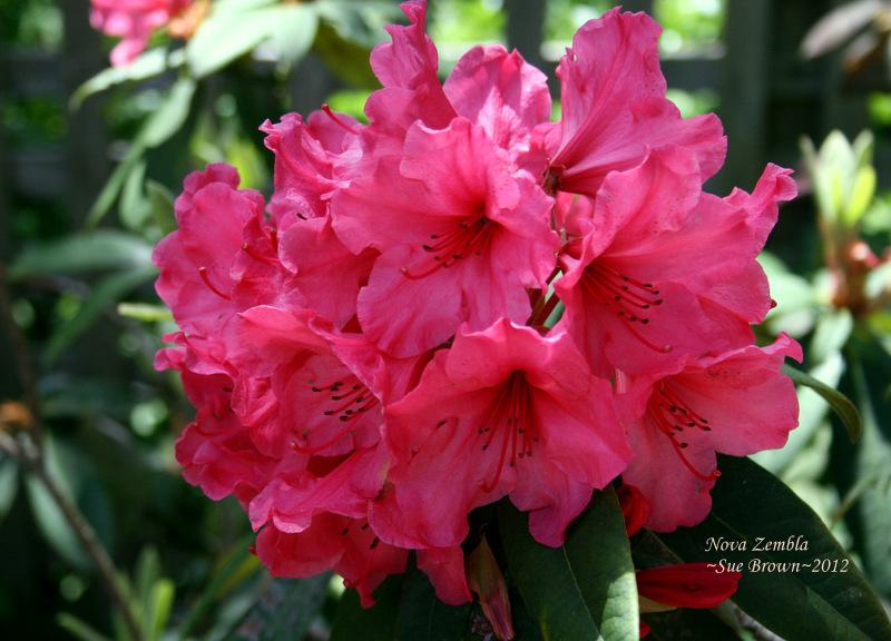 Photo of Rhododendron 'Nova Zembla' uploaded by Calif_Sue
