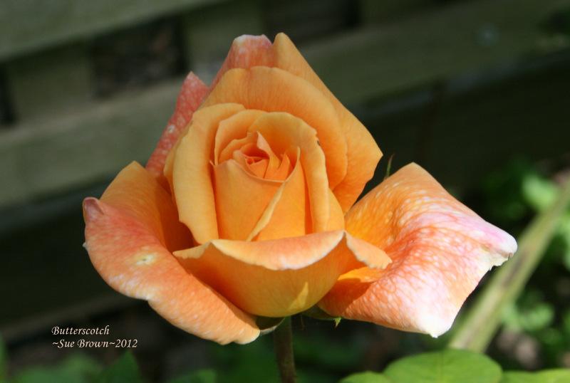 Photo of Rose (Rosa 'Butterscotch 1942') uploaded by Calif_Sue