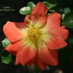 Location: In Zuzu's garden
Date: 2012-04-30