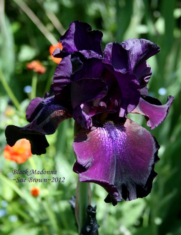 Photo of Tall Bearded Iris (Iris 'Black Madonna') uploaded by Calif_Sue