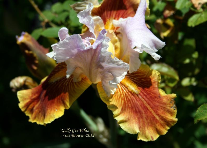 Photo of Tall Bearded Iris (Iris 'Golly Gee Whiz') uploaded by Calif_Sue