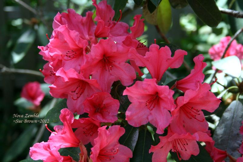 Photo of Rhododendron 'Nova Zembla' uploaded by Calif_Sue