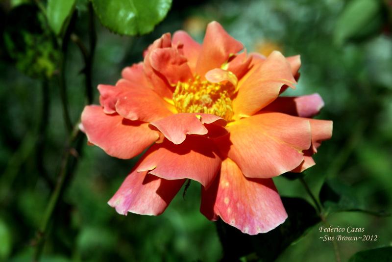 Photo of Rose (Rosa 'Federico Casas') uploaded by Calif_Sue