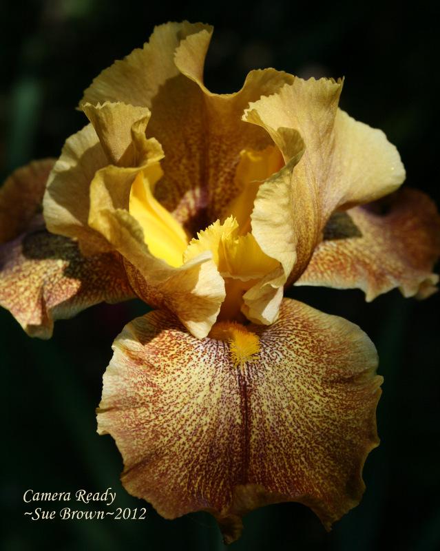 Photo of Tall Bearded Iris (Iris 'Camera Ready') uploaded by Calif_Sue