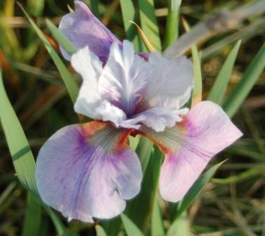 Photo of Siberian Iris (Iris 'Augury') uploaded by Dayjillymo