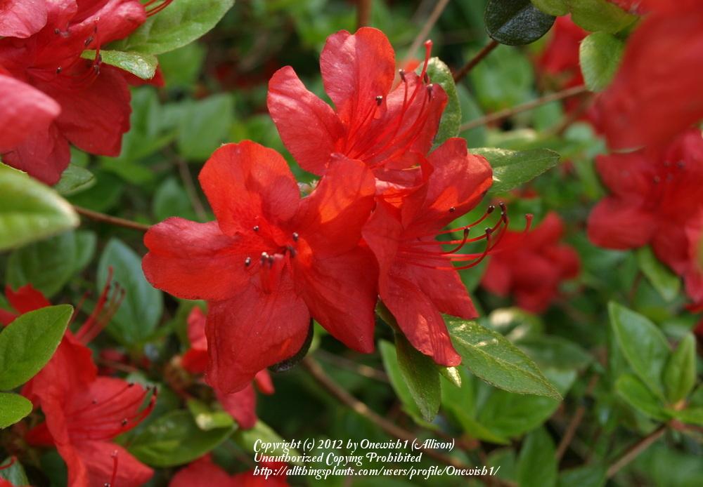 Photo of Azalea (Rhododendron 'Stewartstonian') uploaded by Onewish1