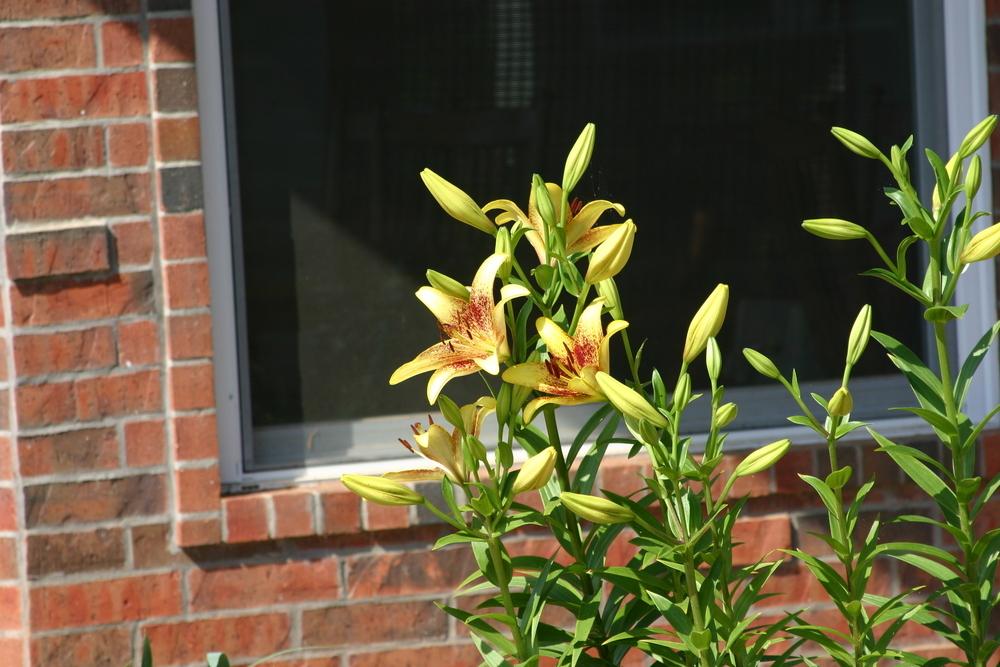 Photo of Lily (Lilium 'Golden Stone') uploaded by Trish