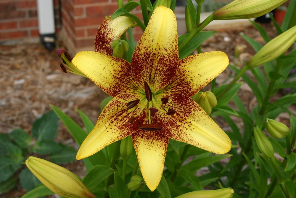 Photo of Lily (Lilium 'Golden Stone') uploaded by Trish