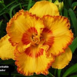 
Date: 2007-05-09
Photo Courtesy of Wonderland of Daylilies Used with Permission