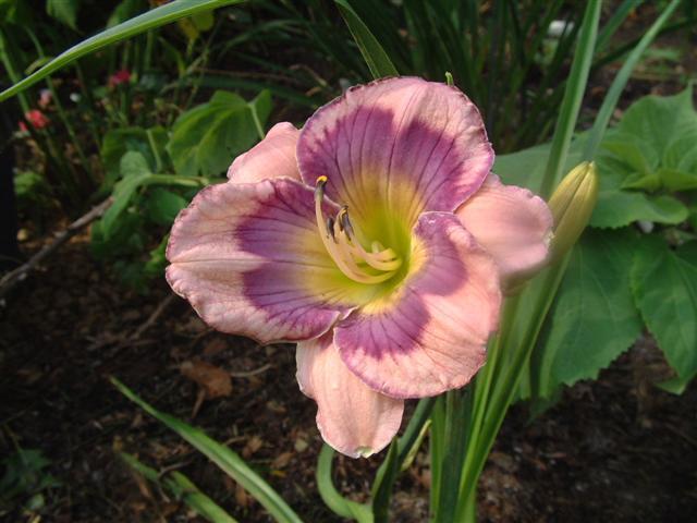 Photo of Daylily (Hemerocallis 'Yesterday, Today And Tomorrow') uploaded by vic