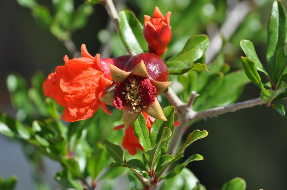 Photo of Pomegranate (Punica granatum 'Wonderful') uploaded by Aguane