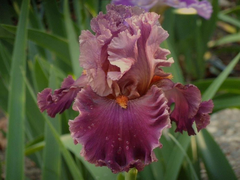 Photo of Tall Bearded Iris (Iris 'Rarer than Rubies') uploaded by Betja