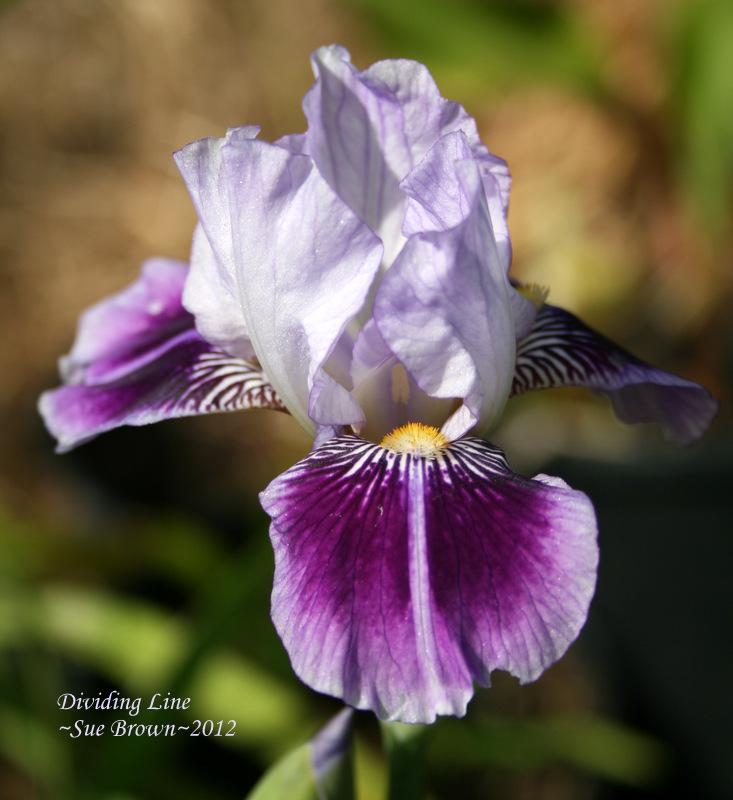 Photo of Miniature Tall Bearded Iris (Iris 'Dividing Line') uploaded by Calif_Sue