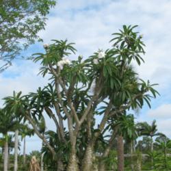 Location: Southwest Florida
Date: May 2012
a mature specimen, flowering.