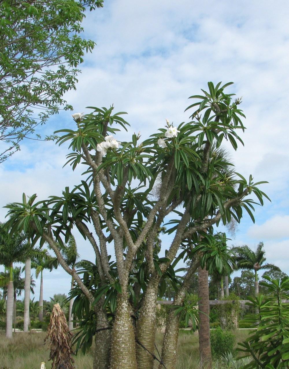 Photo of Madagascar Palm (Pachypodium lamerei) uploaded by Dutchlady1
