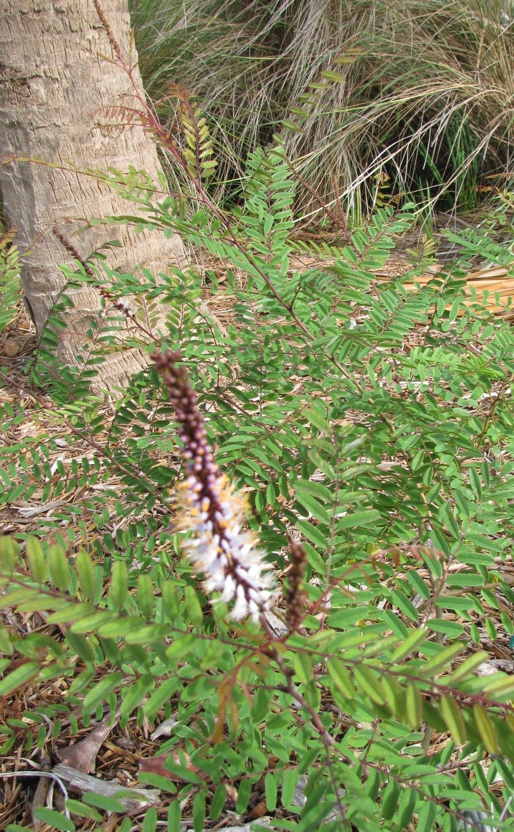 Photo of Crenulate Lead Plant (Amorpha crenulata) uploaded by Dutchlady1