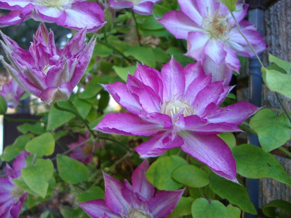 Photo of Clematis 'Asao' uploaded by Paul2032