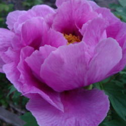 Location: Pleasant Grove, Utah
Date: 2012-05-01
In a friends garden