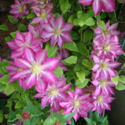 Location: Pleasant Grove, Utah
Date: 2012-05-02
In my garden
