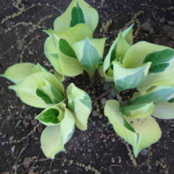 Location: In my garden....Pleasant Grove, Utah
Date: 2012-05-02
Spring growth