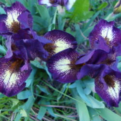 Location: Pleasant Grove, Utah
Date: 2012-05-01
In my garden