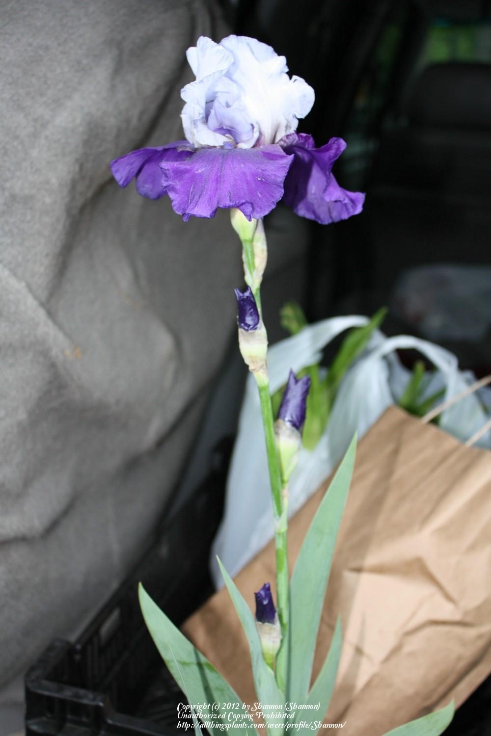 Photo of Tall Bearded Iris (Iris 'Best Bet') uploaded by Shannon
