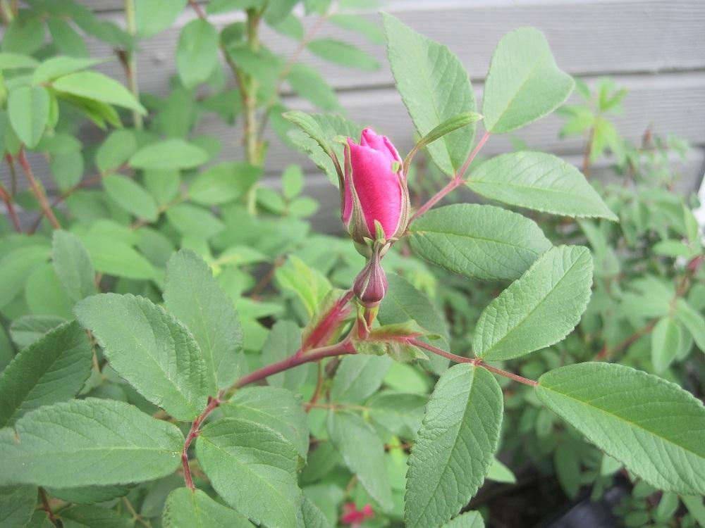 Photo of Rose (Rosa 'Therese Bugnet') uploaded by Skiekitty