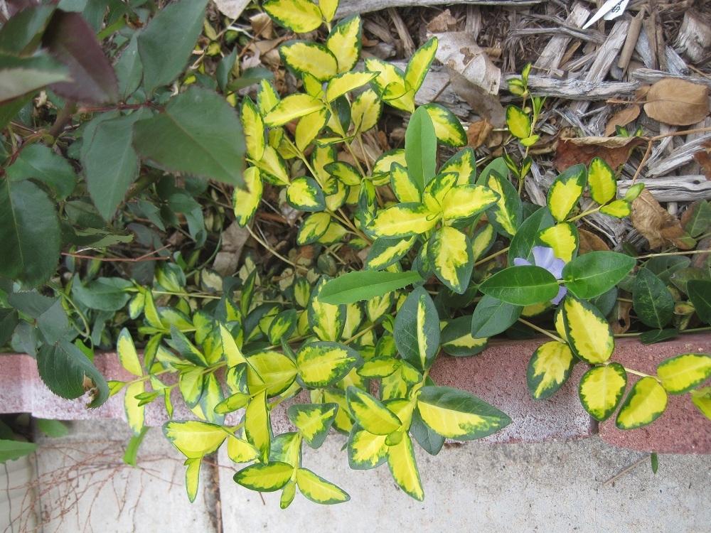 Photo of Vinca minor 'Blue and Gold' uploaded by Skiekitty