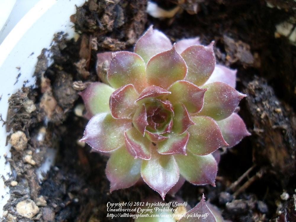 Photo of Hen and Chicks (Sempervivum 'Max Frei') uploaded by picklepuff