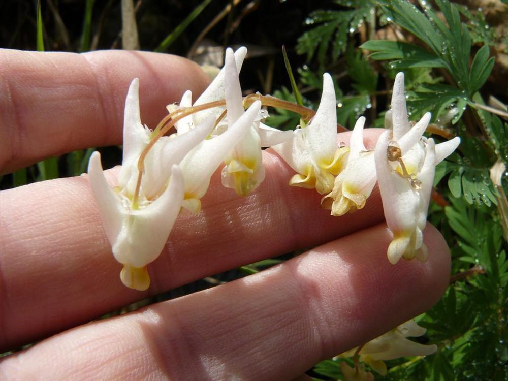 Photo of Dutchman's Breeches (Dicentra cucullaria) uploaded by threegardeners