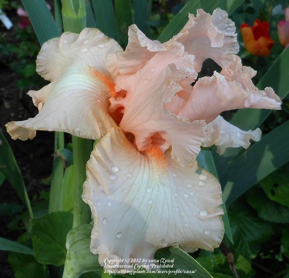 Photo of Tall Bearded Iris (Iris 'Lace Artistry') uploaded by zuzu